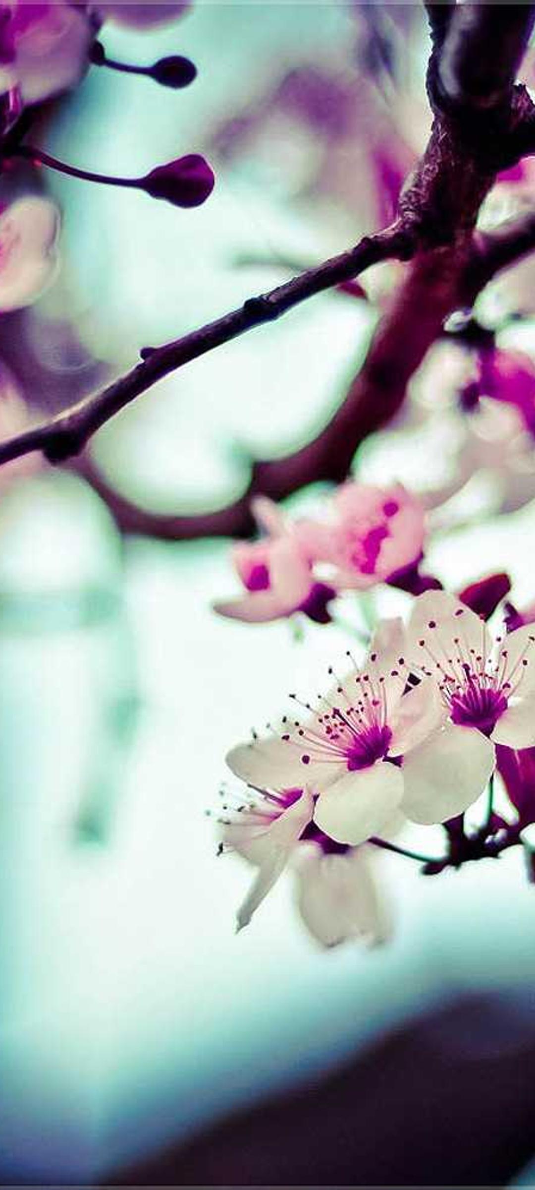 花卉壁纸 - 花卉高清手机壁纸