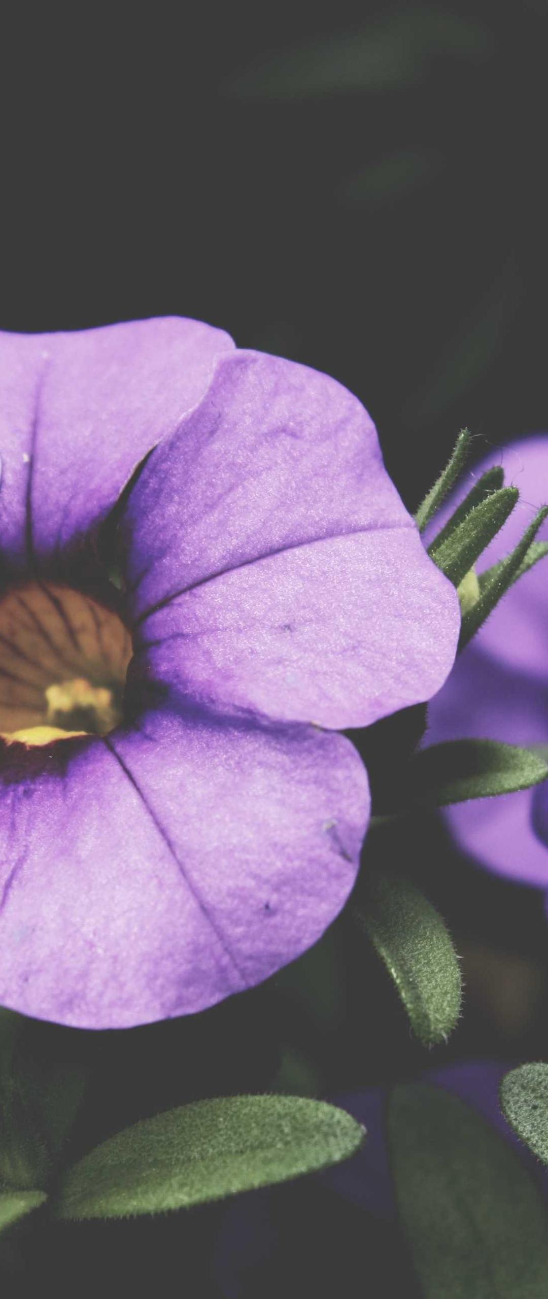 动漫壁纸 - 动漫高清手机壁纸