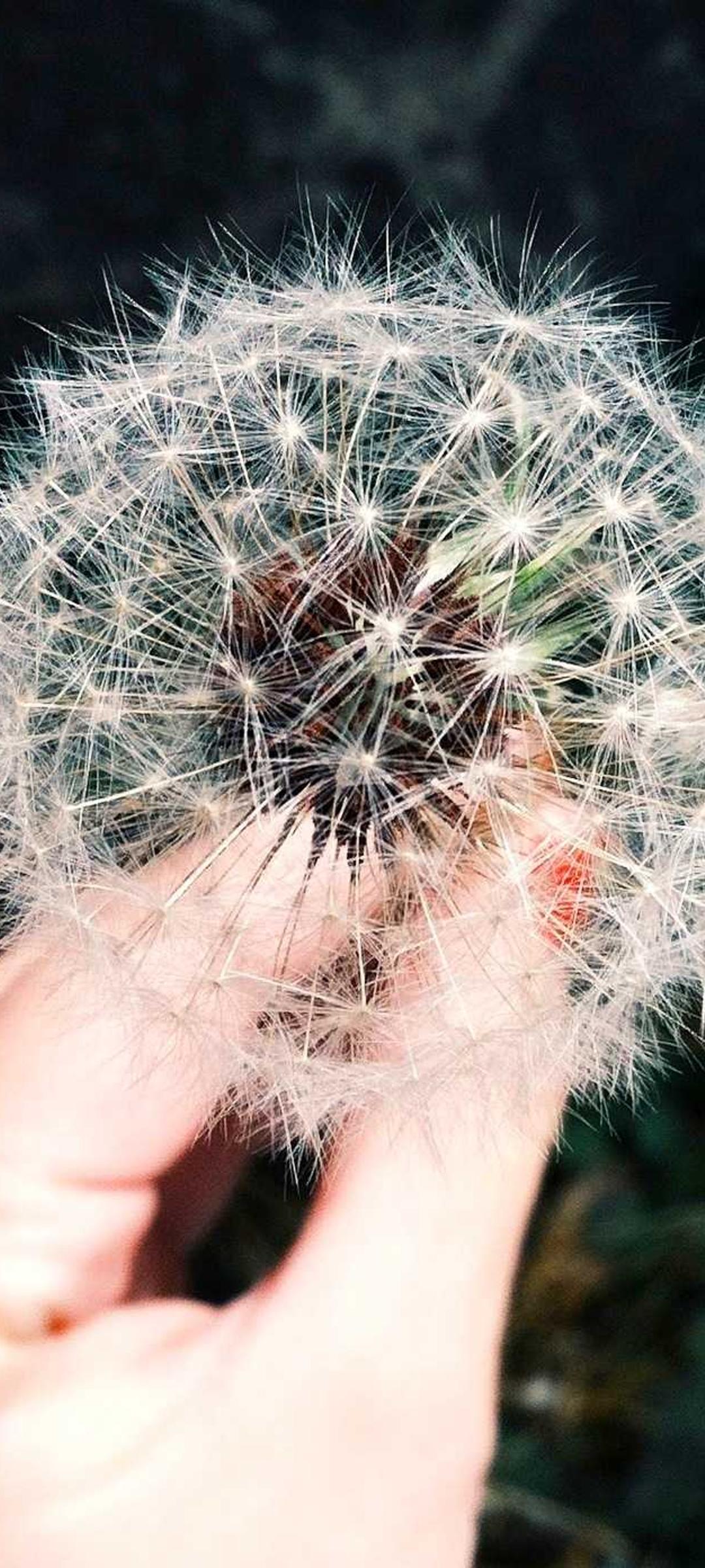动物壁纸 - 动物高清手机壁纸