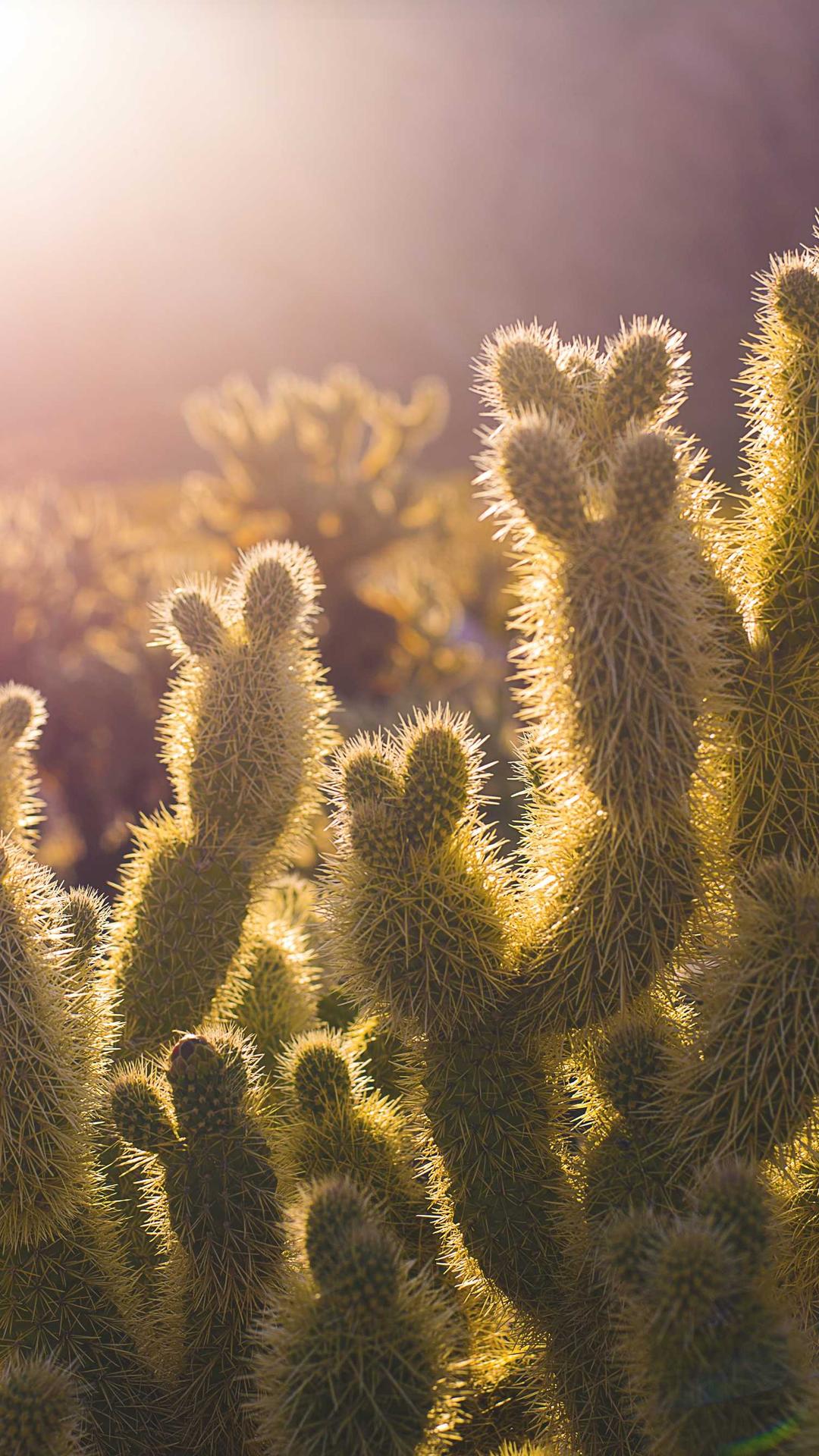 玄学壁纸 - 玄学高清手机壁纸