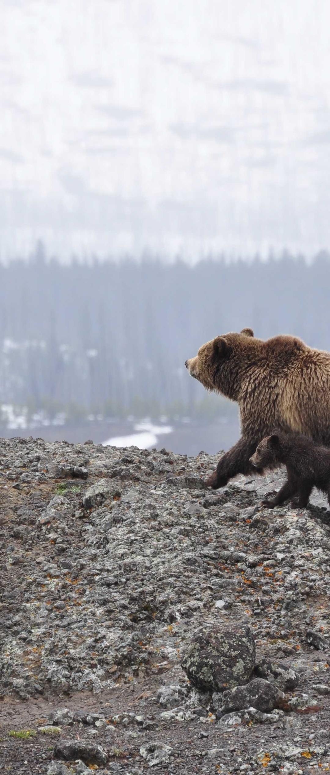 动物壁纸 - 动物高清手机壁纸