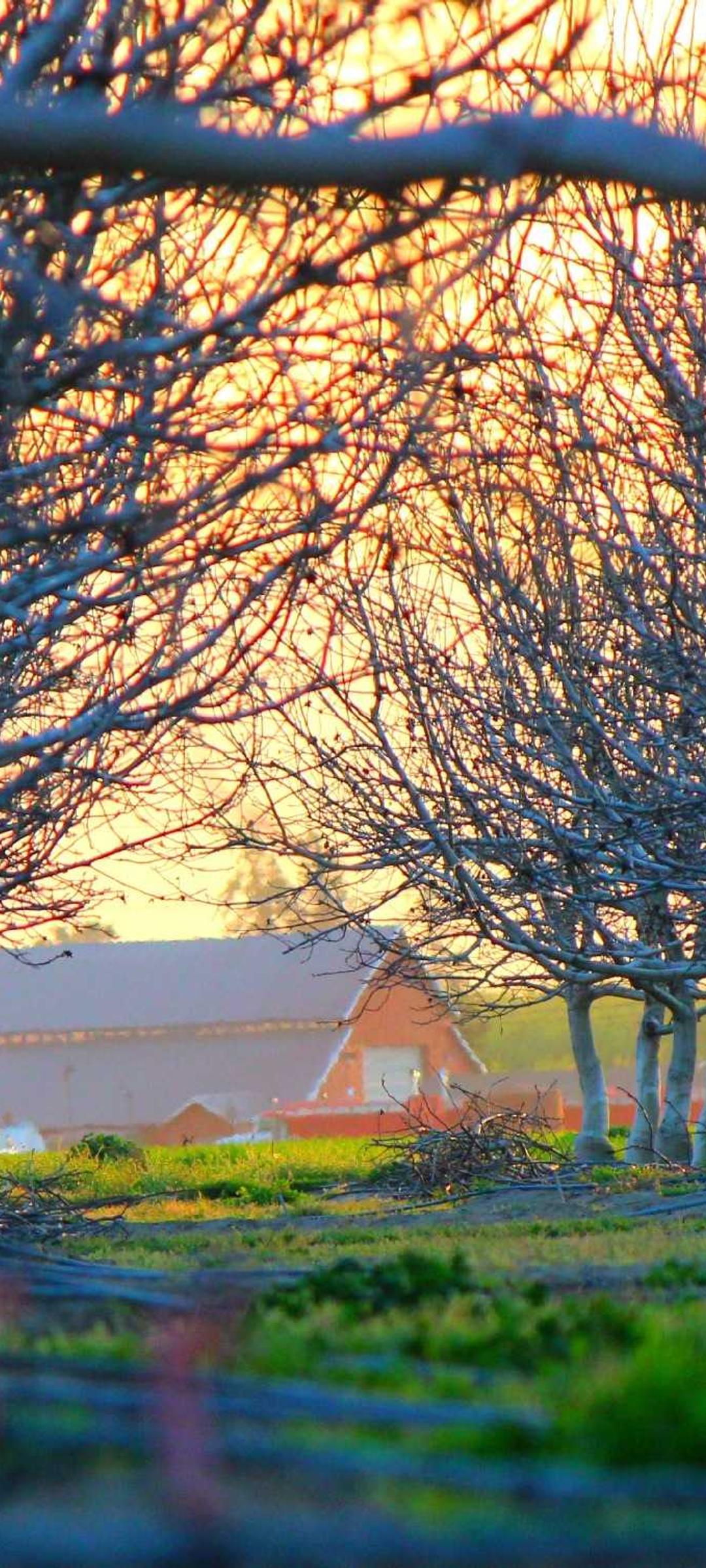 动物壁纸 - 动物高清手机壁纸