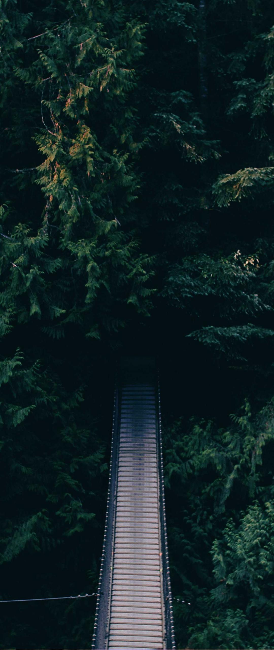 花卉壁纸 - 花卉高清手机壁纸