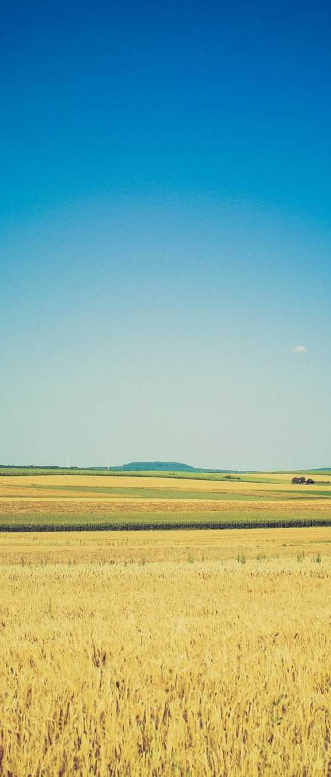 花卉壁纸 - 花卉高清手机壁纸