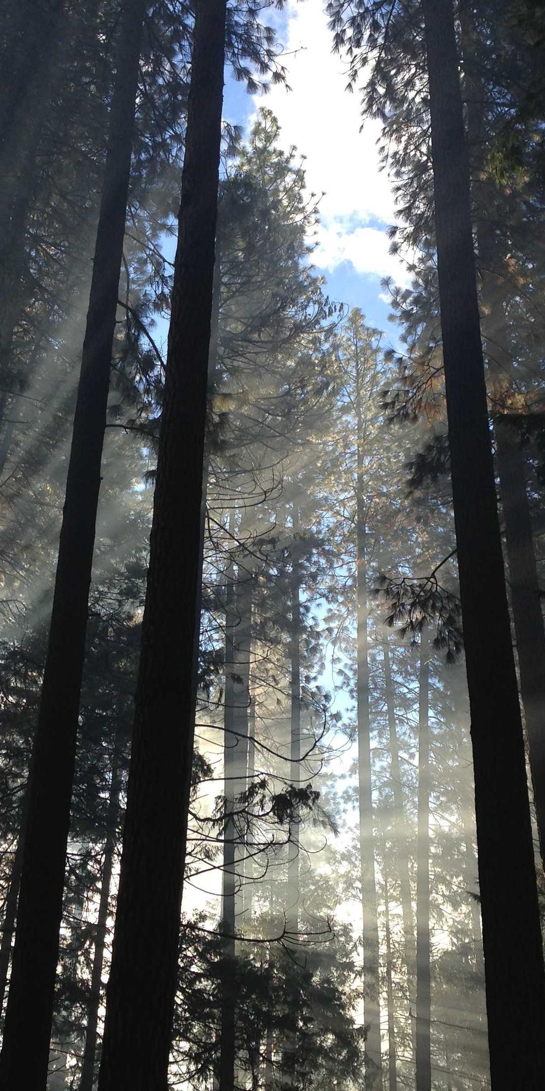 花卉壁纸 - 花卉高清手机壁纸
