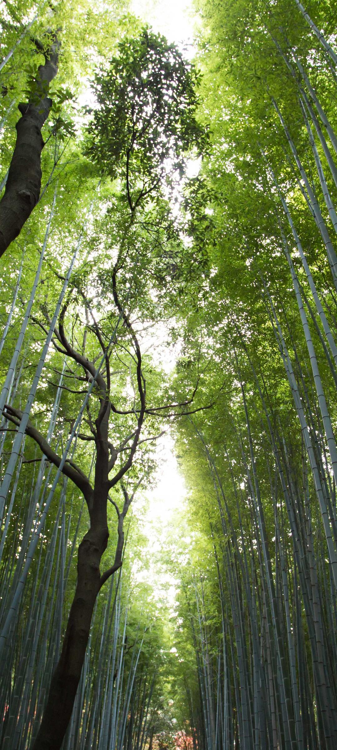 动物壁纸 - 动物高清手机壁纸
