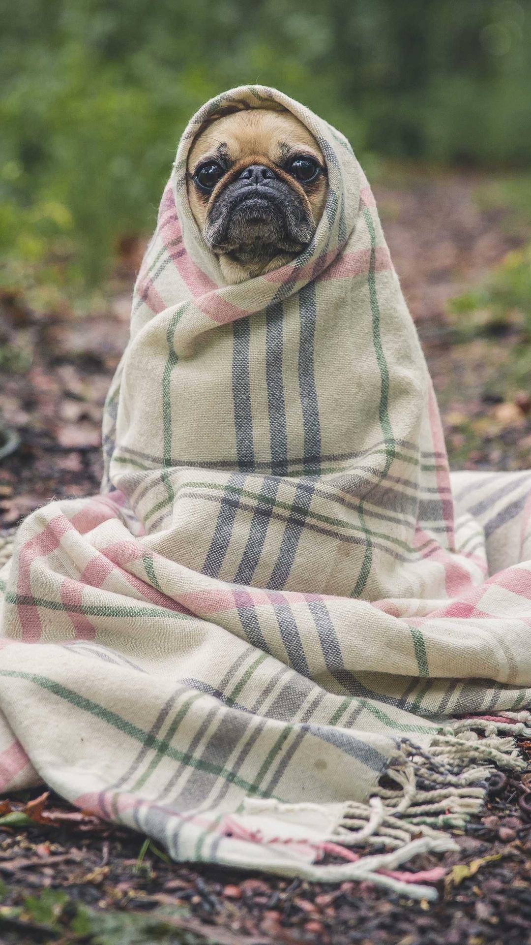 美食壁纸 - 美食高清手机壁纸