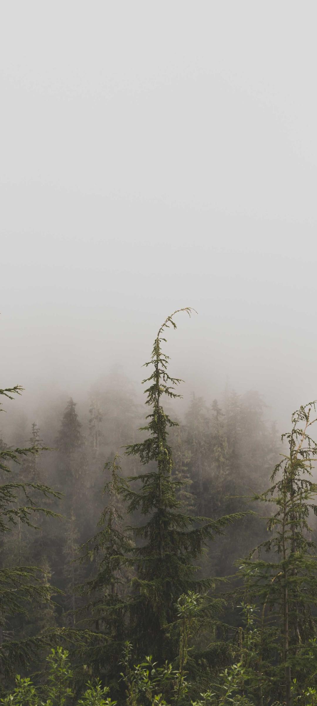 花卉壁纸 - 花卉高清手机壁纸