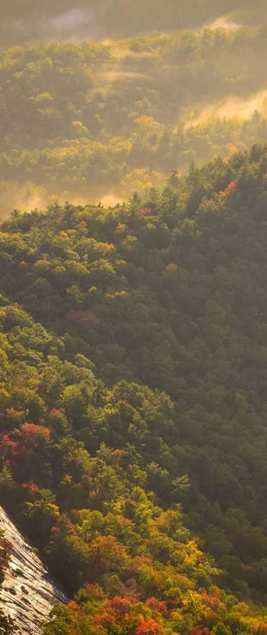 花卉壁纸 - 花卉高清手机壁纸