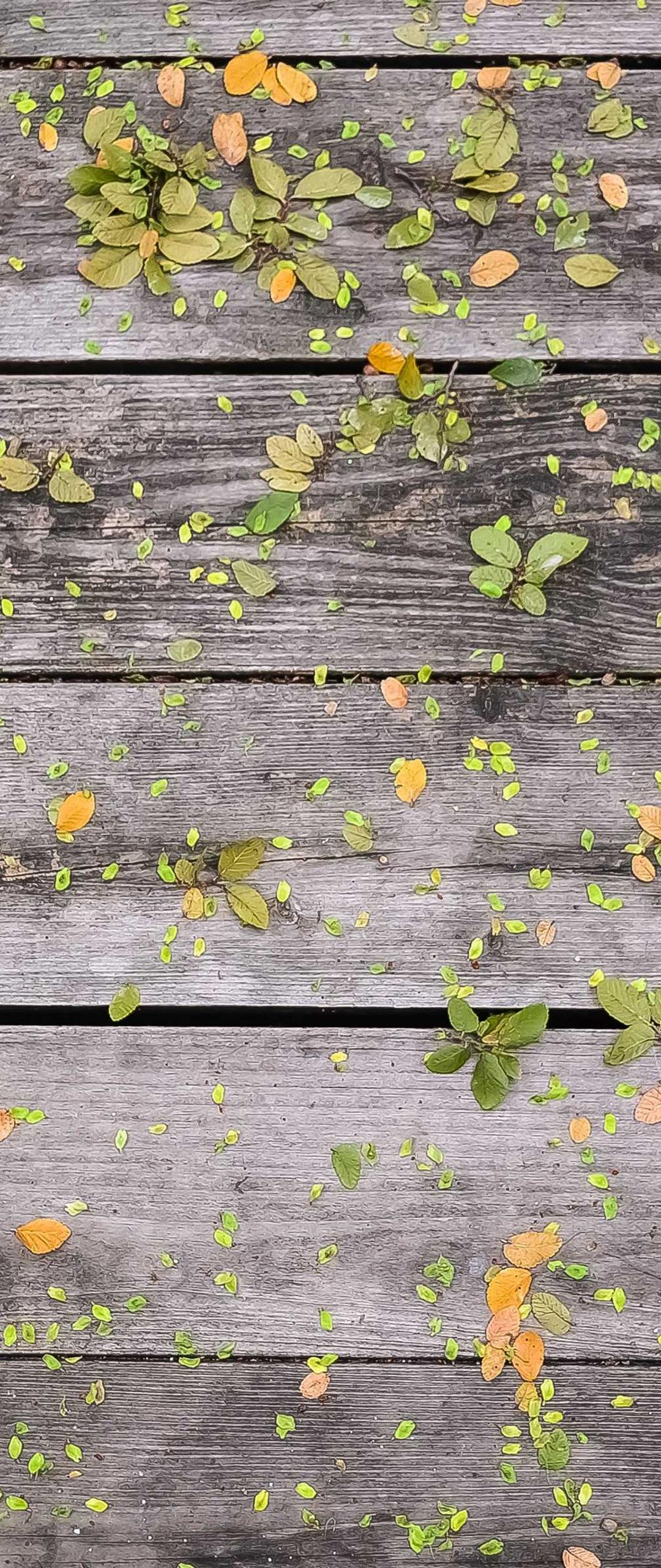 动物壁纸 - 动物高清手机壁纸