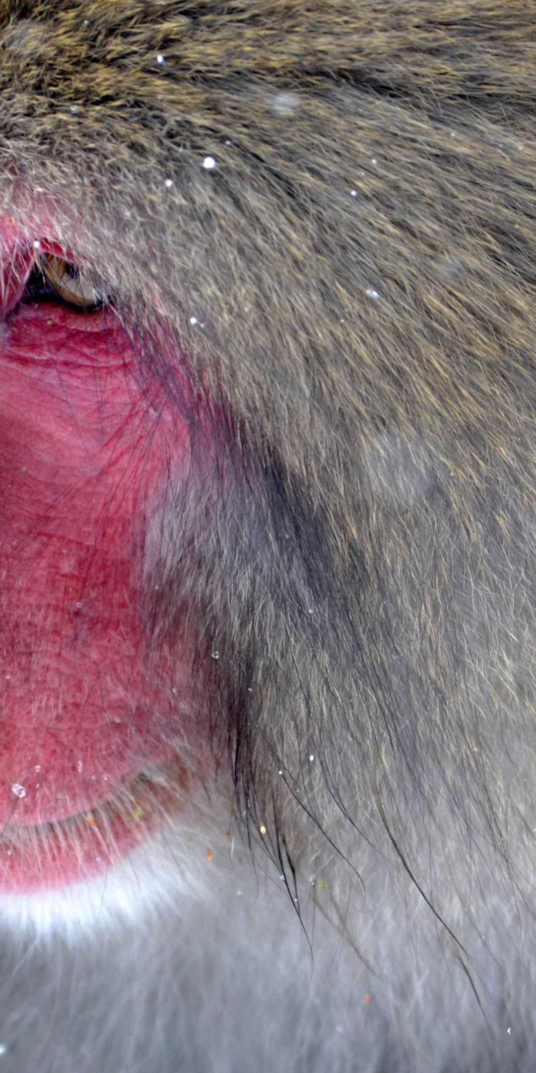 动物壁纸 - 动物高清手机壁纸