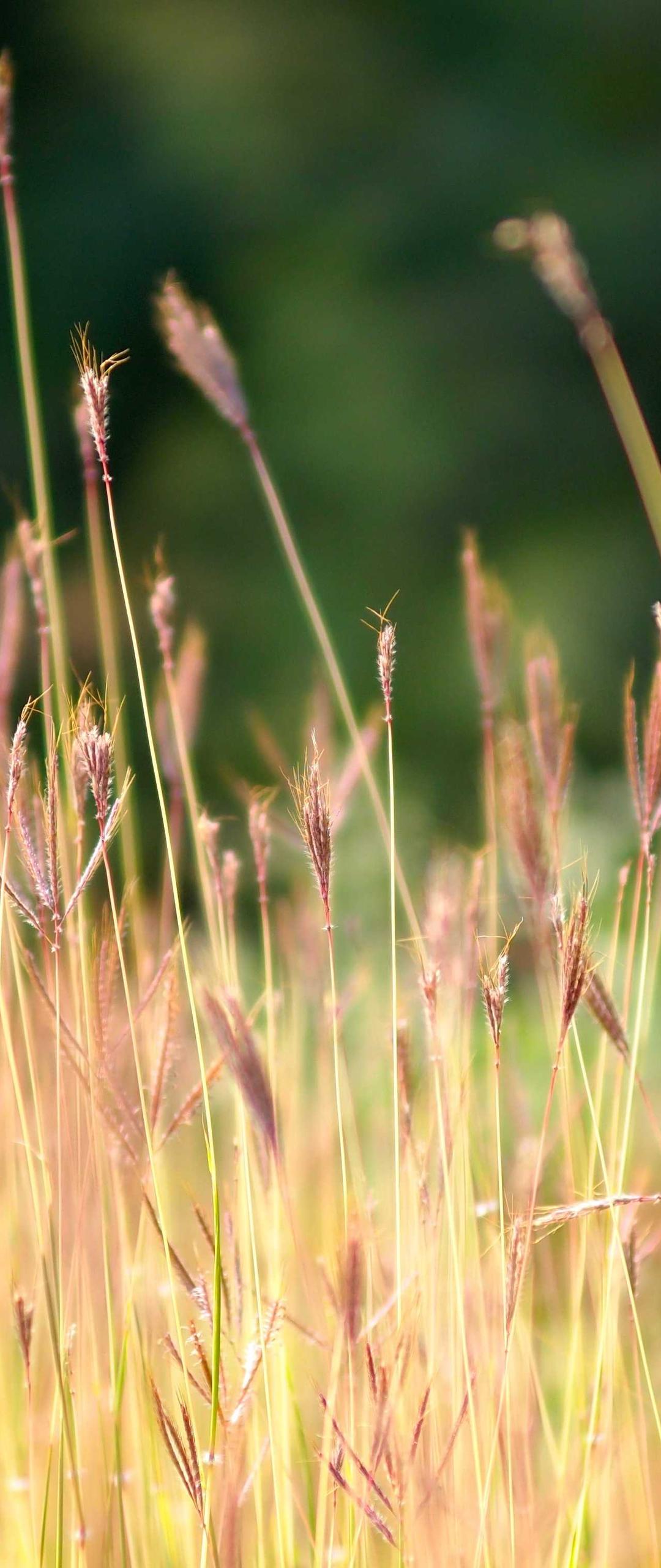 自然壁纸 - 自然高清手机壁纸