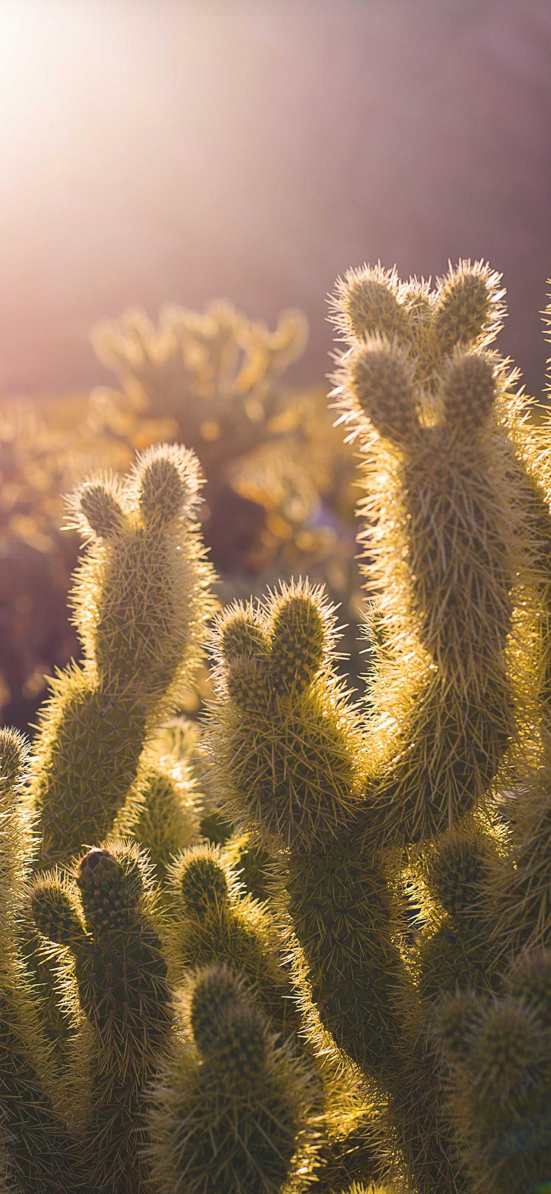 美女壁纸 - 美女高清手机壁纸