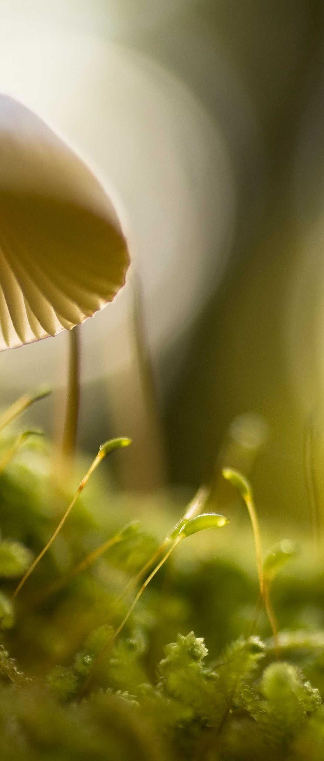 花卉壁纸 - 花卉高清手机壁纸
