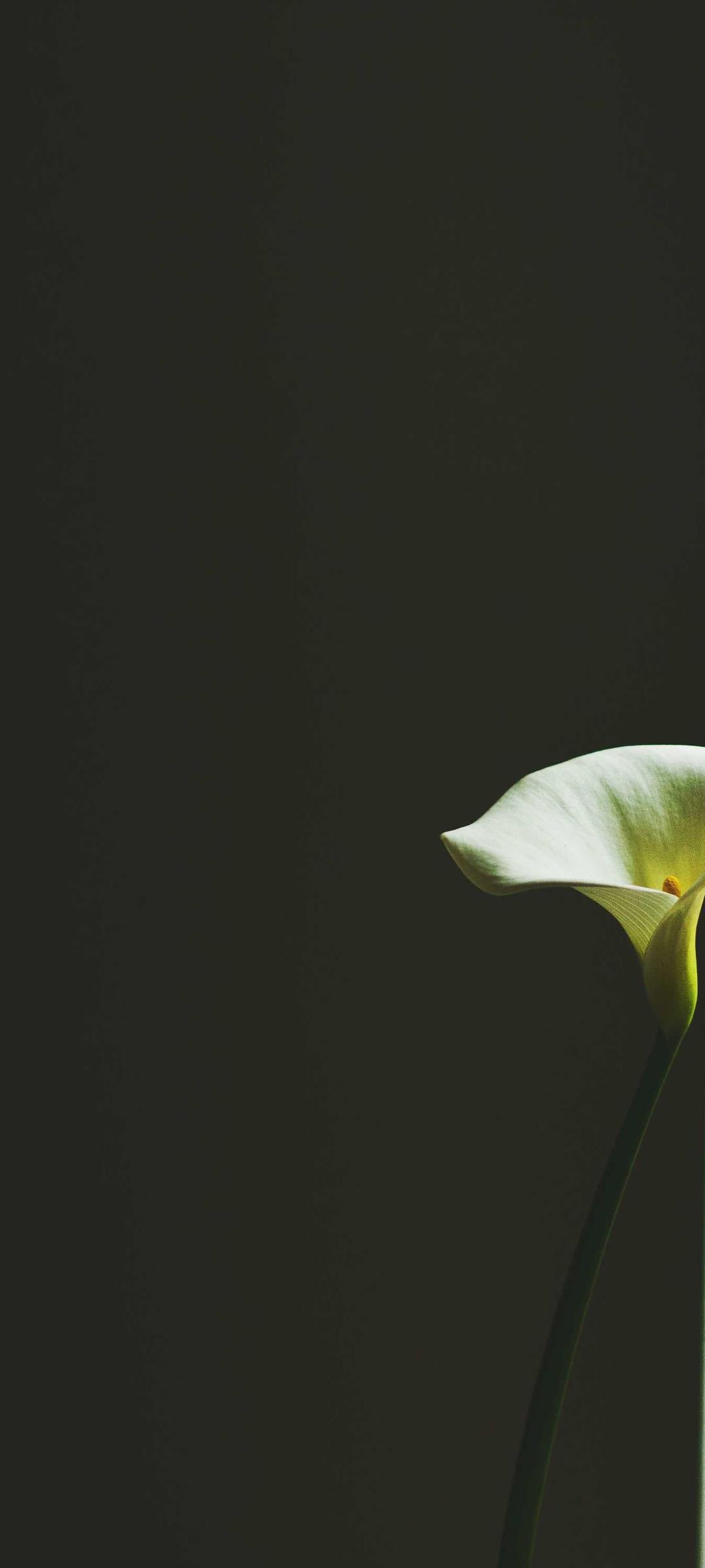 节日壁纸 - 节日高清手机壁纸