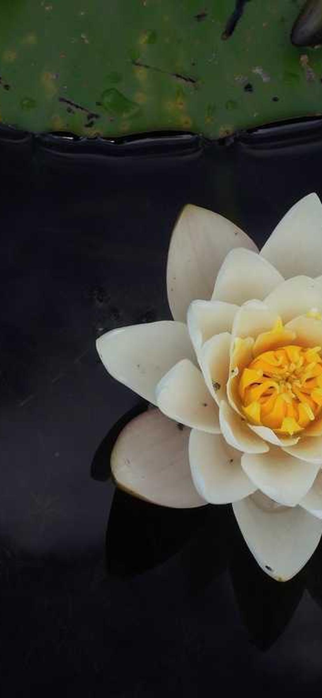 节日壁纸 - 节日高清手机壁纸