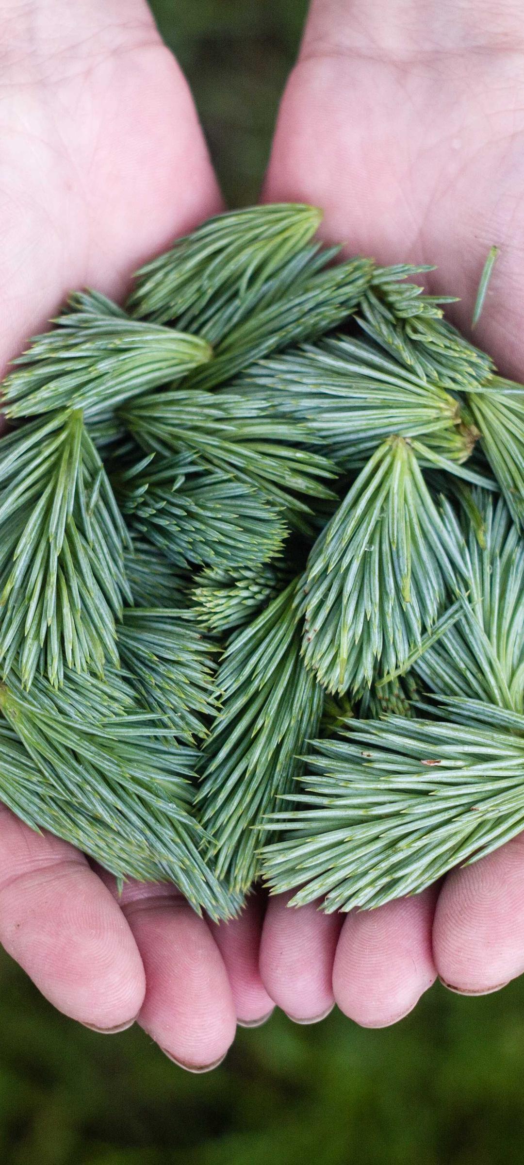 花卉壁纸 - 花卉高清手机壁纸
