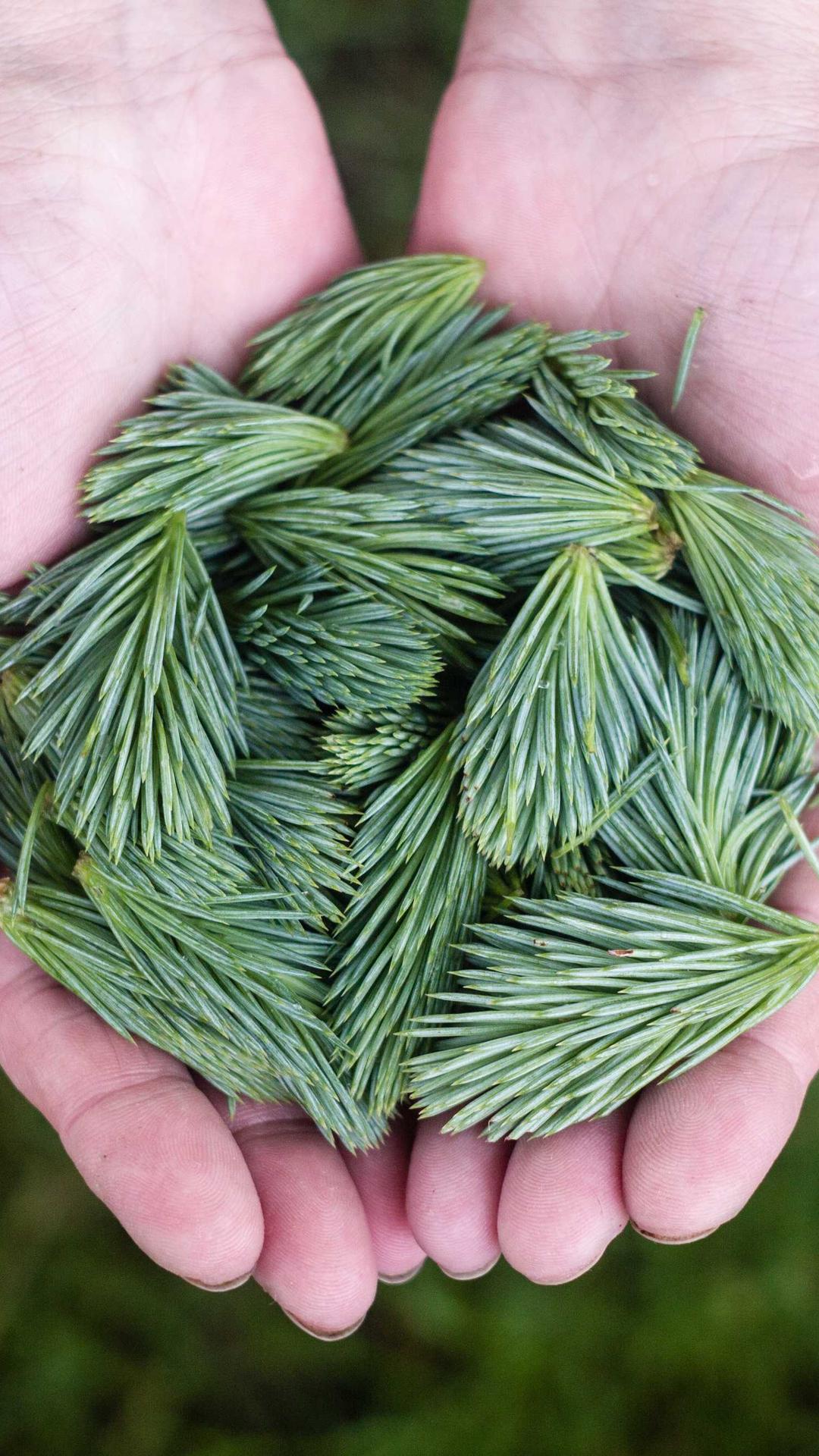 花卉壁纸 - 花卉高清手机壁纸