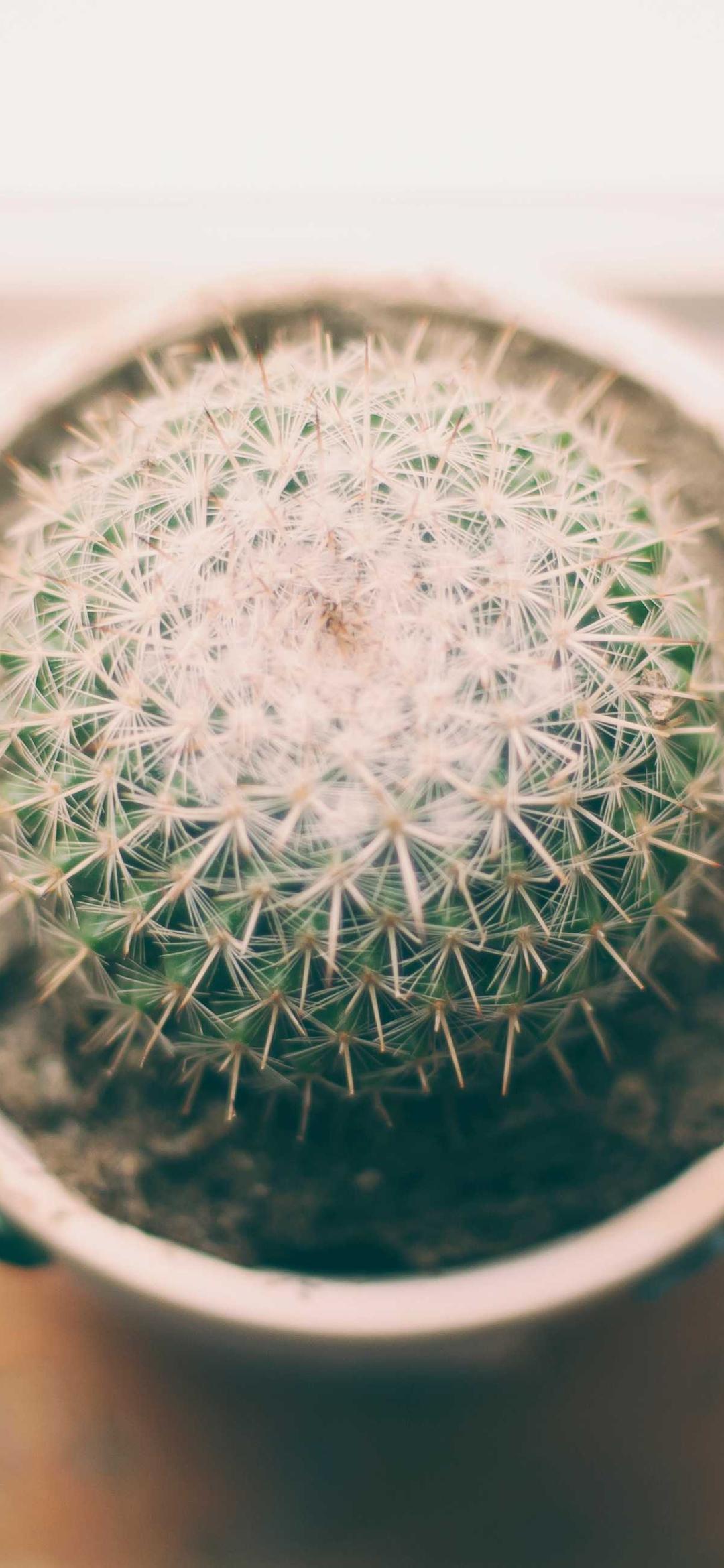 壁纸 - 花卉高清手机壁纸