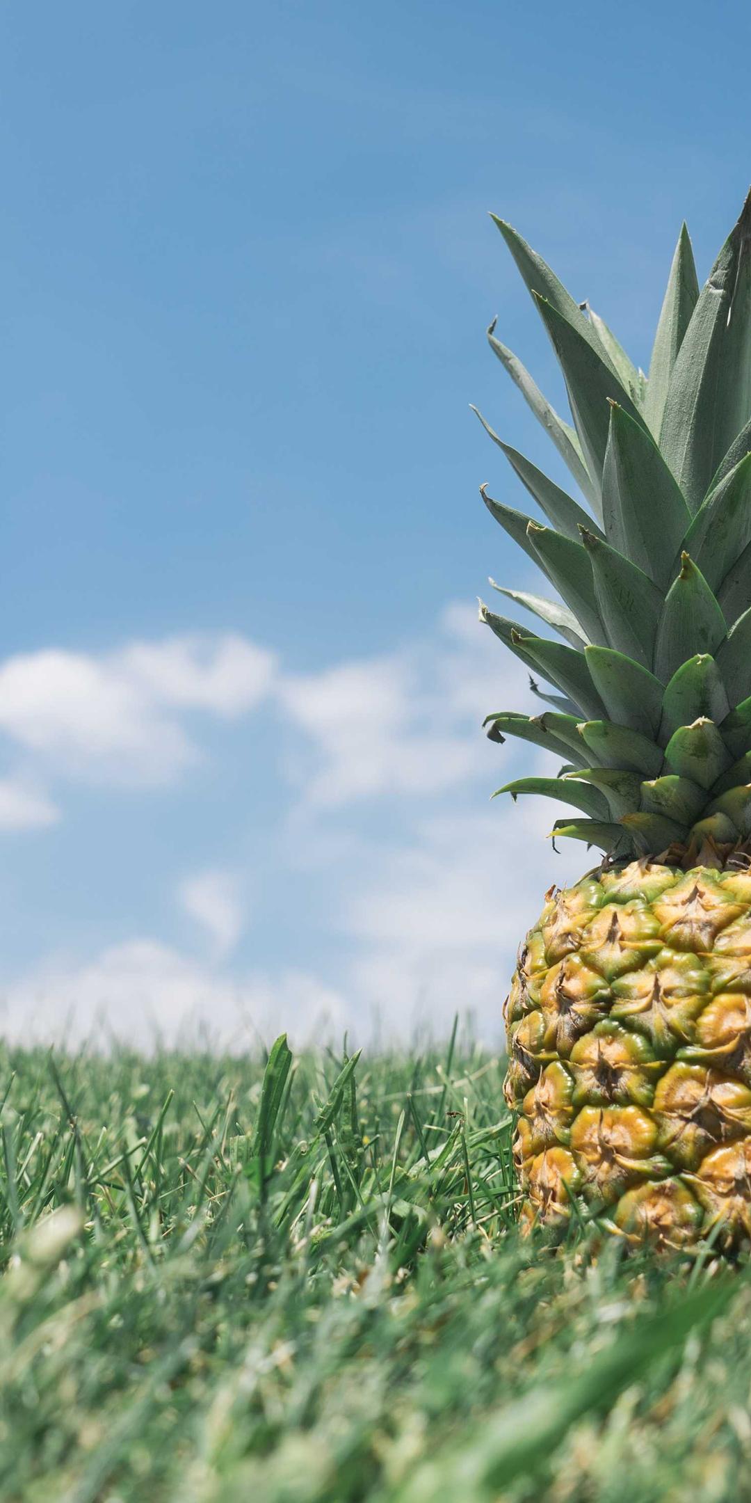 壁纸 - 花卉高清手机壁纸