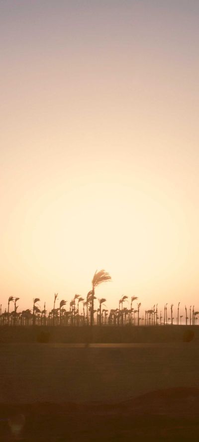 花卉壁纸