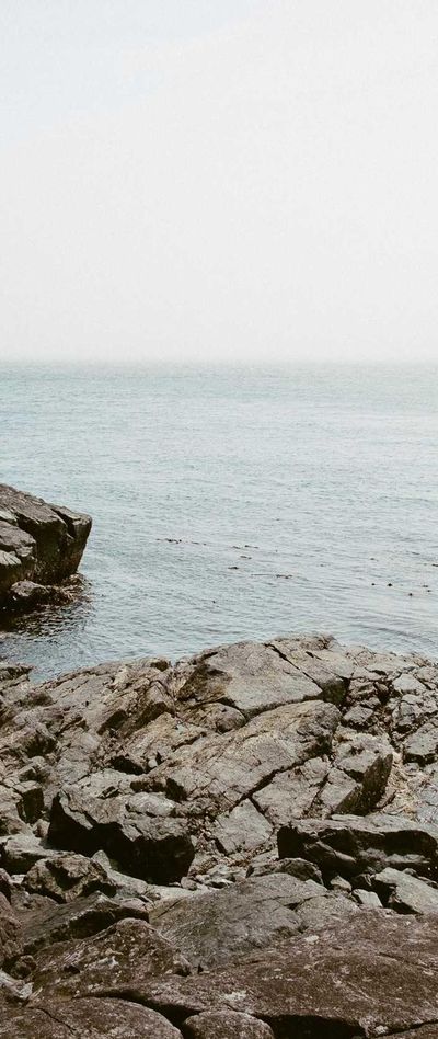 动物壁纸
