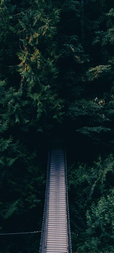 动物壁纸