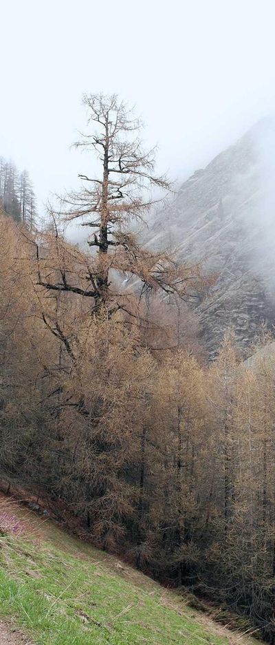 动物壁纸