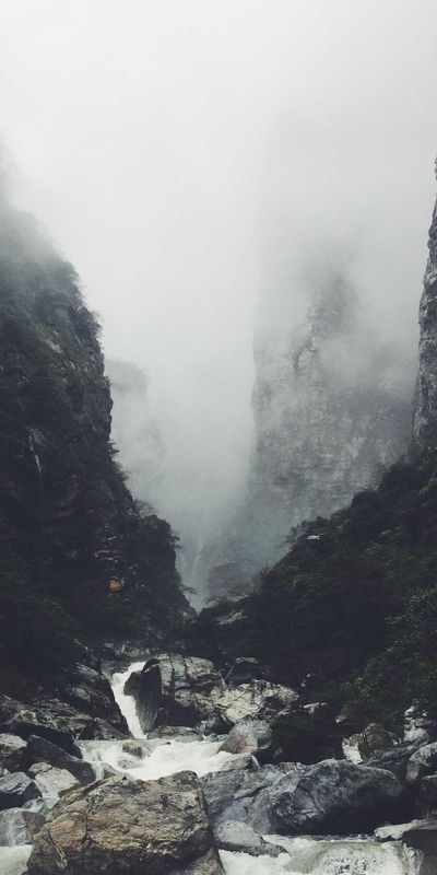 动物壁纸