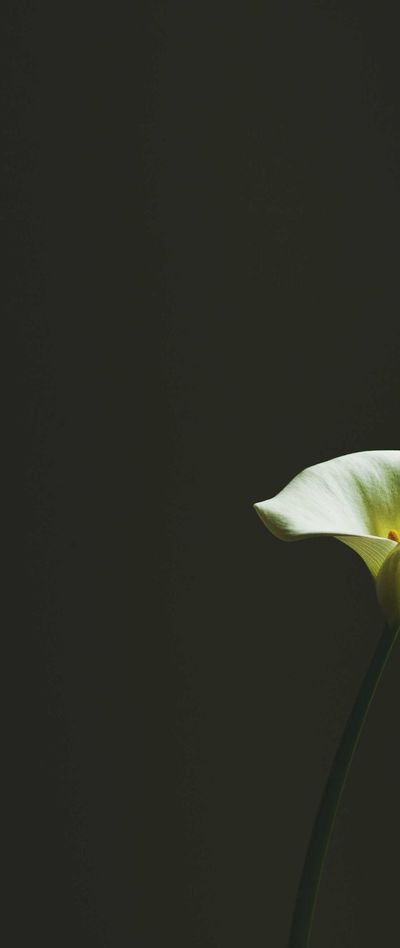 节日壁纸