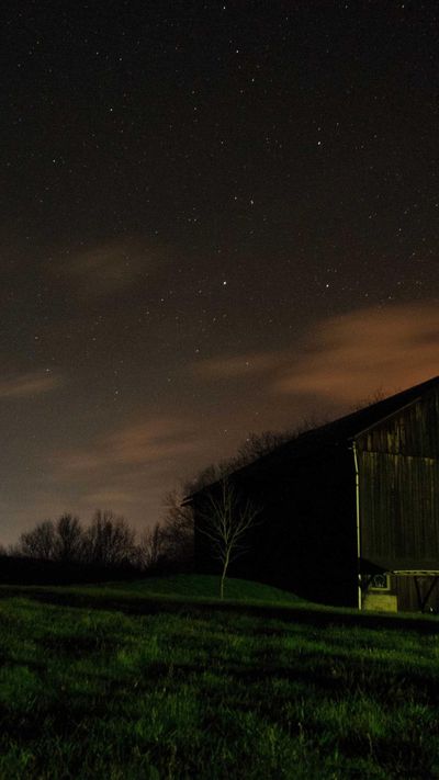 动物壁纸