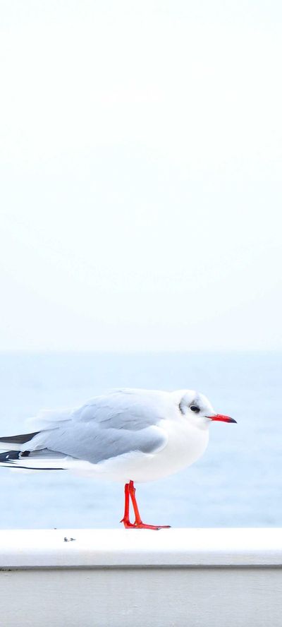 暗黑壁纸