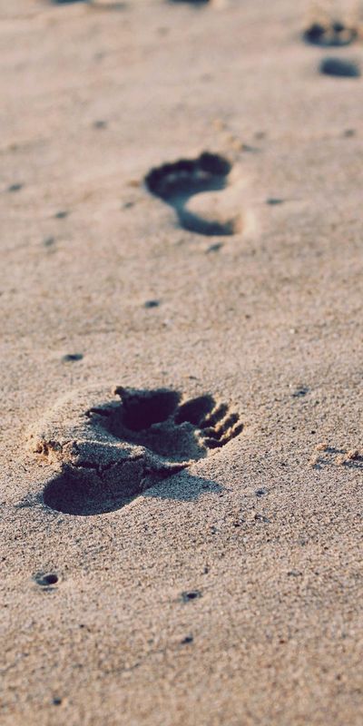 花卉壁纸
