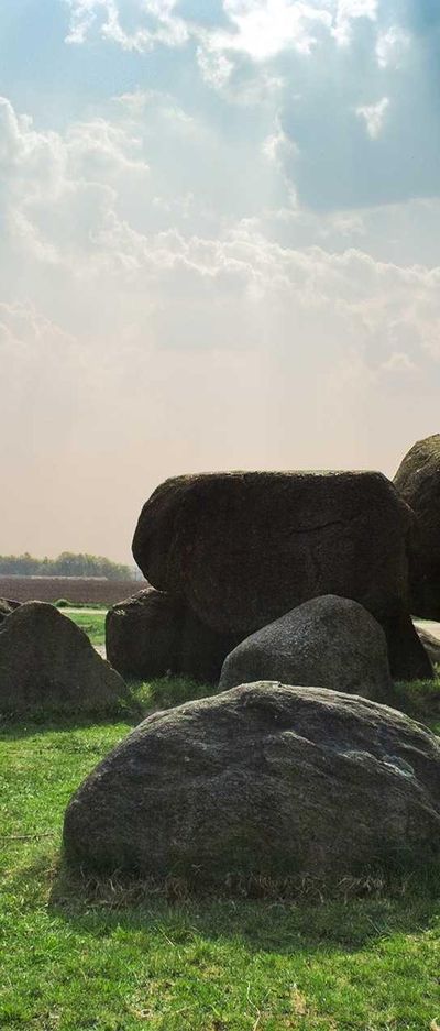 动物壁纸