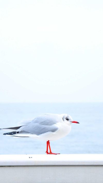 动漫壁纸