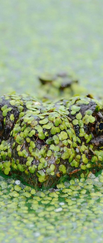 自然壁纸