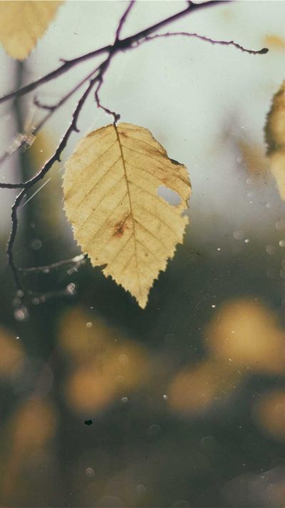 动漫壁纸