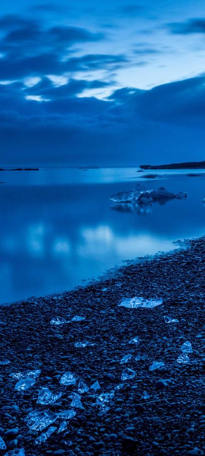 动物壁纸