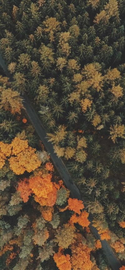 节日壁纸
