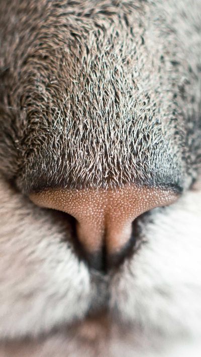 动物壁纸