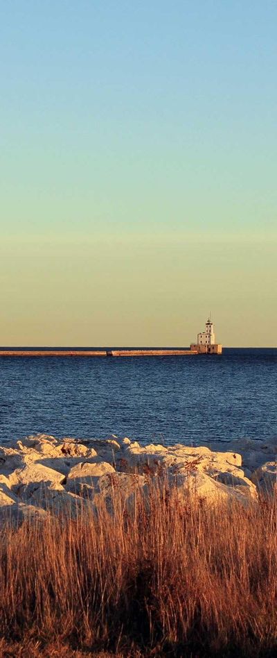 动物壁纸