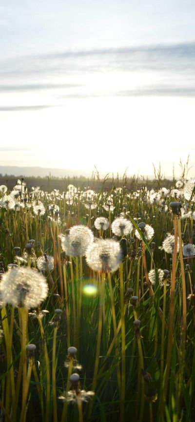 文字壁纸