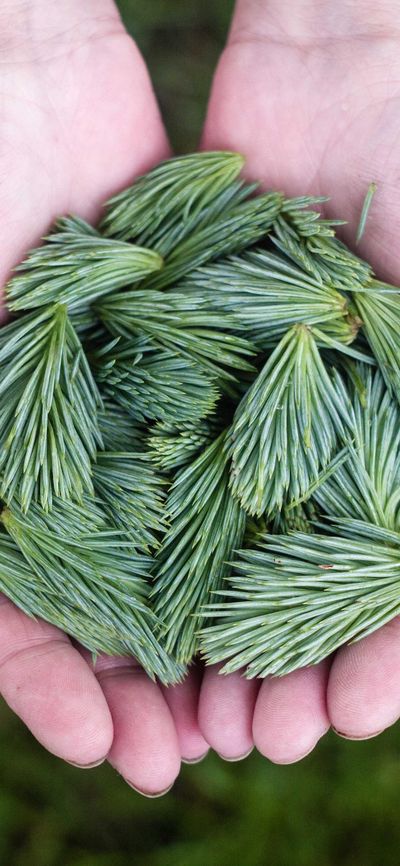 动物壁纸