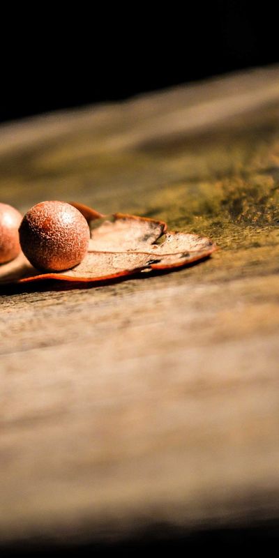 节日壁纸