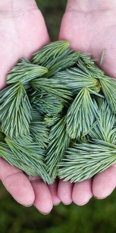 动物壁纸