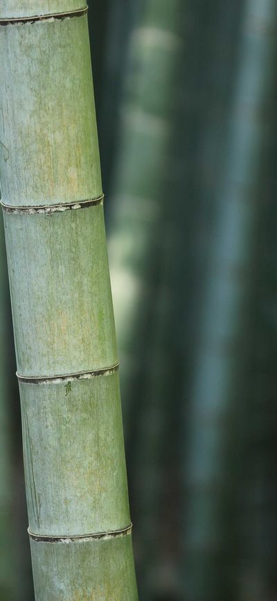 节日壁纸
