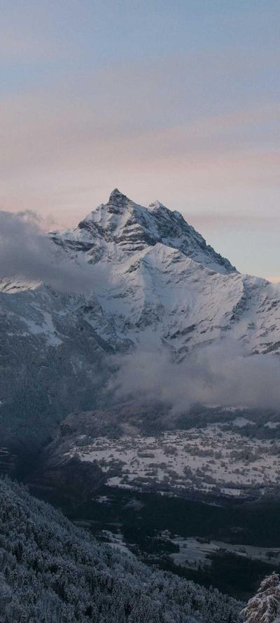动物壁纸